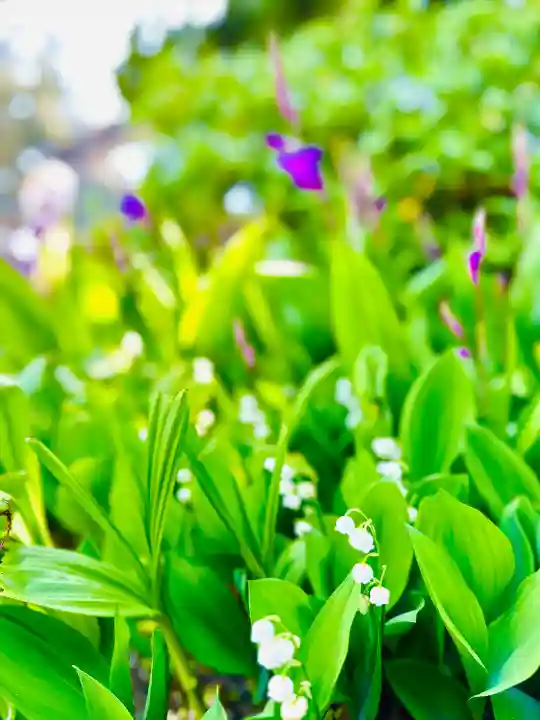 福井神社(福井県)