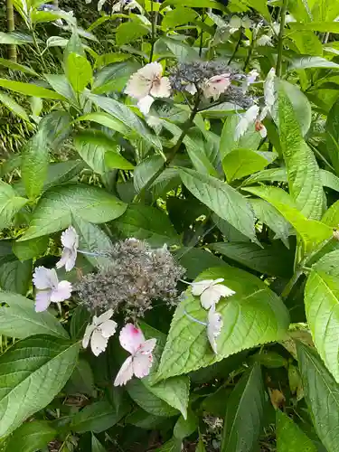 長壽寺（長寿寺）の自然