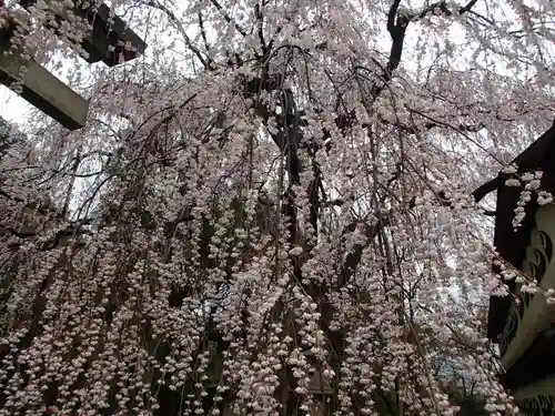 大石神社の自然