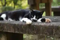 玉野御嶽神社の動物