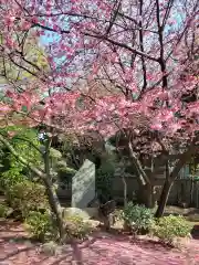 新井薬師（梅照院）の自然