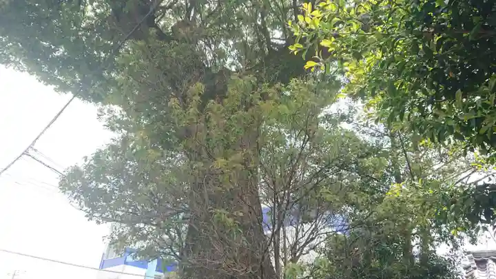 八面神社の自然