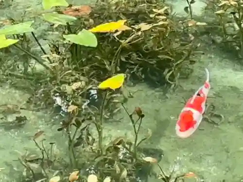 根道神社の{uncategorized: "未分類", other: "その他", undefined: "問題あり", building: "その他建物", grave: "お墓", sacred_gate: "鳥居", guardian: "狛犬", statue: "像", buddha: "仏像", history: "歴史", nature: "自然", garden: "庭園", animal: "動物", pagoda: "塔", temizu: "手水舎", mountain_gate: "山門・神門", sanctuary: "本殿・本堂", subordinate: "末社・摂社", art: "芸術", scenery: "景色", jizo: "地蔵", ema: "絵馬", goshuin: "御朱印", omikuji: "おみくじ", items: "授与品その他", amulet: "お守り", goshuincho: "御朱印帳", eats: "食事", festival: "お祭り", votive_dance: "神楽", shichigosan: "七五三参", wedding: "結婚式", experience: "体験その他", initially: "初詣", around: "周辺", anti_infection: "感染症対策"}