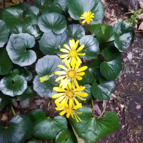 榛稲荷神社の自然