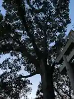 吾妻神社の自然