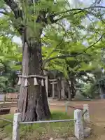 赤坂氷川神社(東京都)