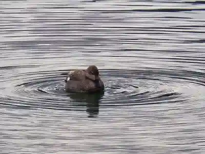 大覚寺(京都府)