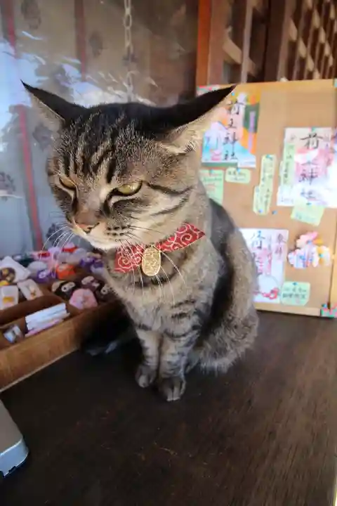前玉神社の動物