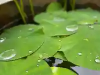 伊勢の国 四天王寺(三重県)