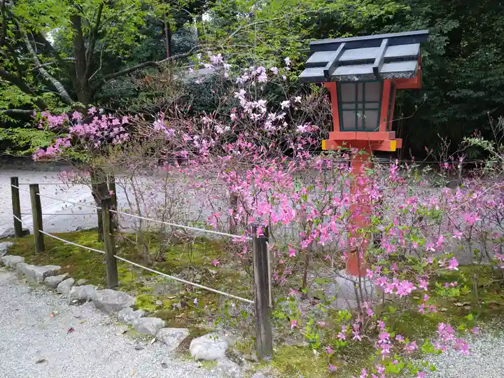 賀茂御祖神社(下鴨神社)の自然