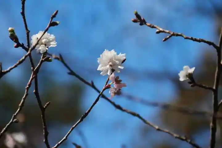 開成山大神宮の自然