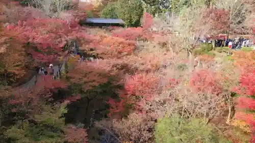 東福禅寺（東福寺）の{uncategorized: "未分類", other: "その他", undefined: "問題あり", building: "その他建物", grave: "お墓", sacred_gate: "鳥居", guardian: "狛犬", statue: "像", buddha: "仏像", history: "歴史", nature: "自然", garden: "庭園", animal: "動物", pagoda: "塔", temizu: "手水舎", mountain_gate: "山門・神門", sanctuary: "本殿・本堂", subordinate: "末社・摂社", art: "芸術", scenery: "景色", jizo: "地蔵", ema: "絵馬", goshuin: "御朱印", omikuji: "おみくじ", items: "授与品その他", amulet: "お守り", goshuincho: "御朱印帳", eats: "食事", festival: "お祭り", votive_dance: "神楽", shichigosan: "七五三参", wedding: "結婚式", experience: "体験その他", initially: "初詣", around: "周辺", anti_infection: "感染症対策"}