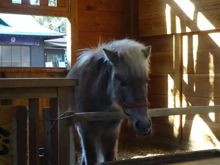 平塚八幡宮の動物