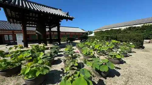 薬師寺(奈良県)
