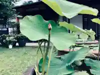 大雄院の自然
