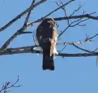 留辺蘂神社の動物