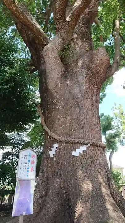 日々神社の自然