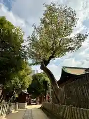 阿遅速雄神社(大阪府)