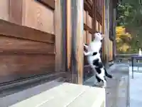 御誕生寺(猫寺)(福井県)