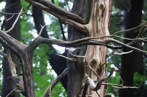 阿久津「田村神社」（郡山市阿久津町）旧社名：伊豆箱根三嶋三社の自然