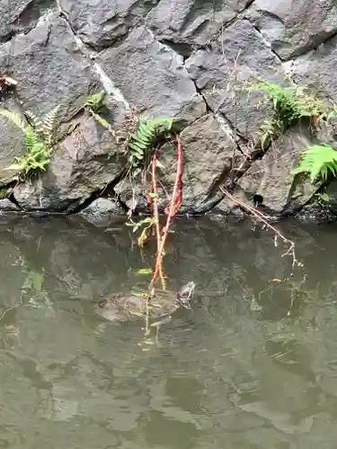 寒川神社の動物