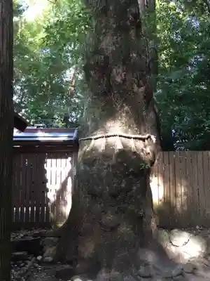 船江上社の自然