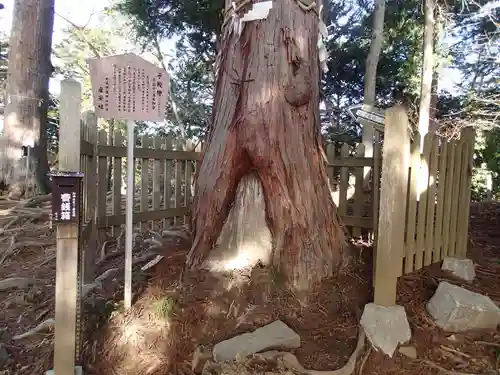 産安社（武蔵御嶽神社摂社）の自然