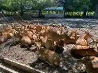 三嶋大社の動物