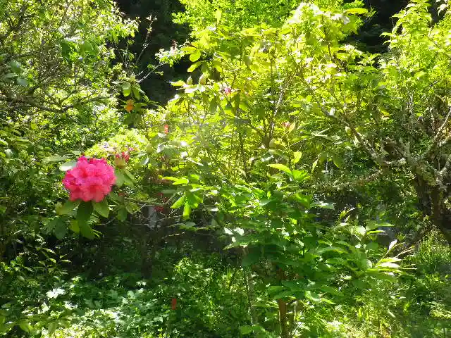 黄梅院(円覚寺塔頭)の自然