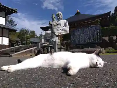 御誕生寺（猫寺）(福井県)