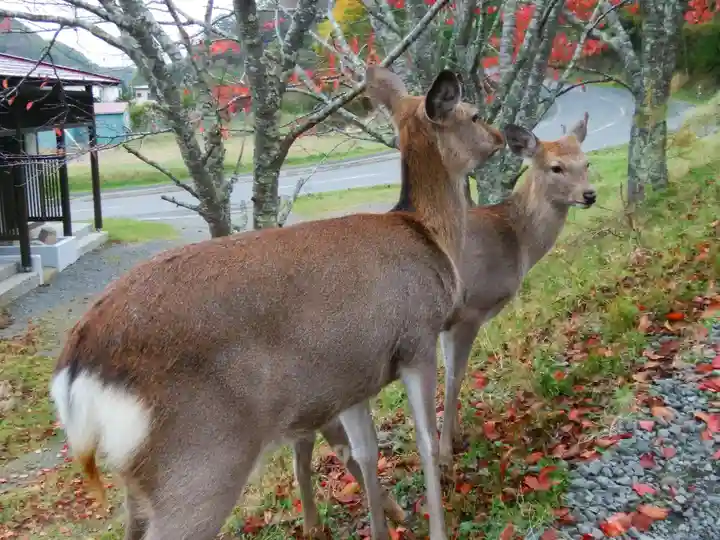 厚岸神社の動物