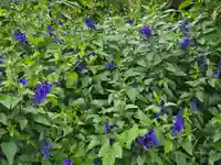 風輪寺(大阪府)