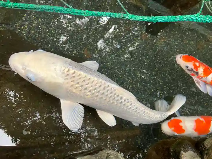 椿大神社の動物