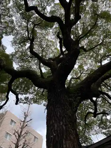 若一神社の自然