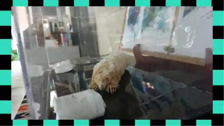 下野 星宮神社(栃木県)