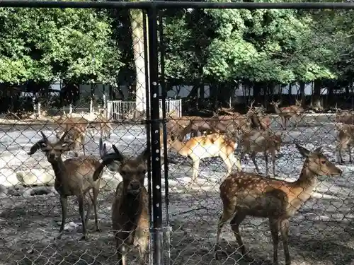 三嶋大社の動物