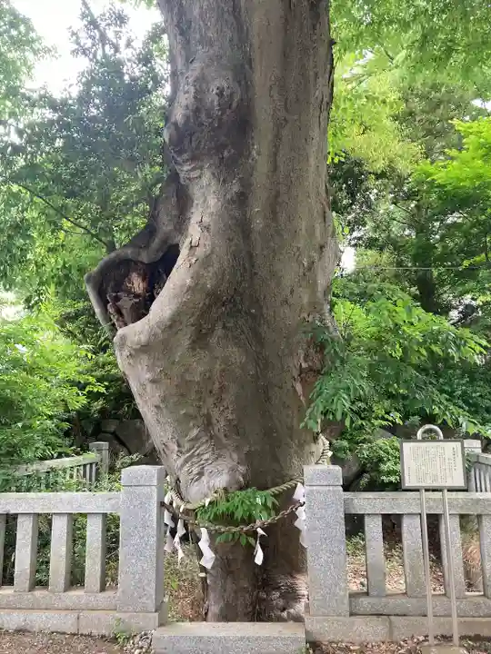 青渭神社の自然