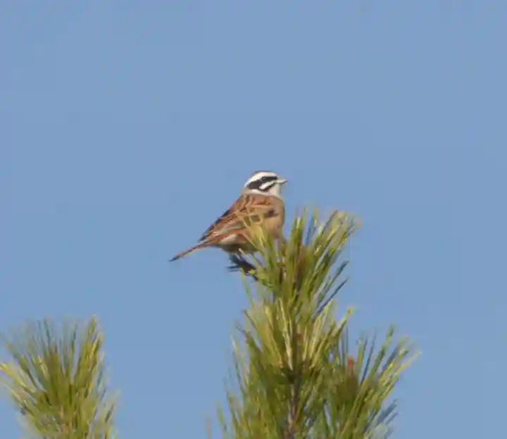 留辺蘂神社の動物