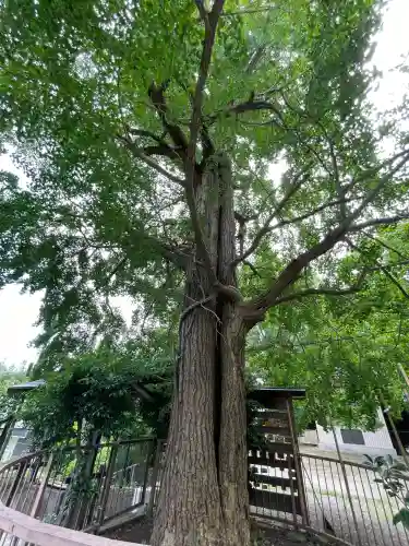 子之神社(神奈川県)
