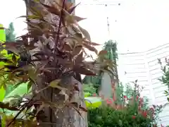 横浜御嶽神社の自然