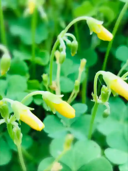 陸奥国分寺薬師堂の自然