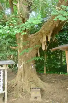 鎌数伊勢大神宮(千葉県)