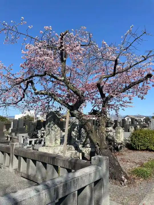 蓮光寺の{uncategorized: "未分類", other: "その他", undefined: "問題あり", building: "その他建物", grave: "お墓", sacred_gate: "鳥居", guardian: "狛犬", statue: "像", buddha: "仏像", history: "歴史", nature: "自然", garden: "庭園", animal: "動物", pagoda: "塔", temizu: "手水舎", mountain_gate: "山門・神門", sanctuary: "本殿・本堂", subordinate: "末社・摂社", art: "芸術", scenery: "景色", jizo: "地蔵", ema: "絵馬", goshuin: "御朱印", omikuji: "おみくじ", items: "授与品その他", amulet: "お守り", goshuincho: "御朱印帳", eats: "食事", festival: "お祭り", votive_dance: "神楽", shichigosan: "七五三参", wedding: "結婚式", experience: "体験その他", initially: "初詣", around: "周辺", anti_infection: "感染症対策"}