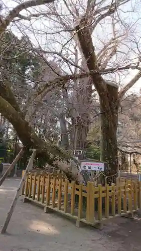 水戸八幡宮の自然