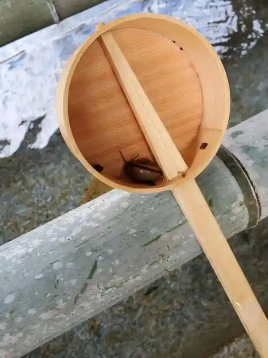 老津神社の動物