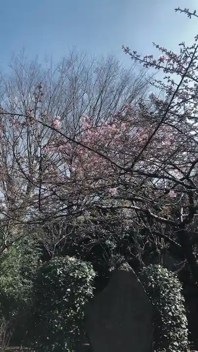 新井薬師(梅照院)の自然