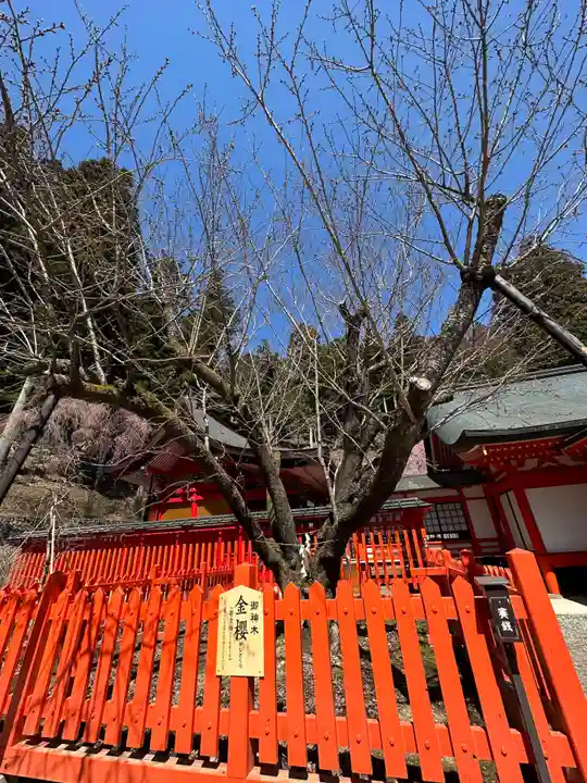 金櫻神社(山梨県)