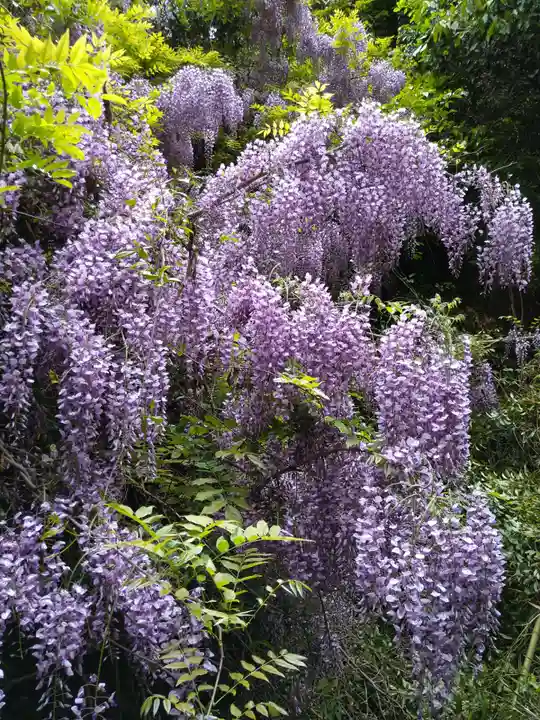国宝 長寿寺の自然