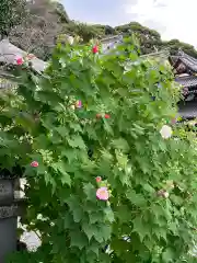 長谷寺(神奈川県)