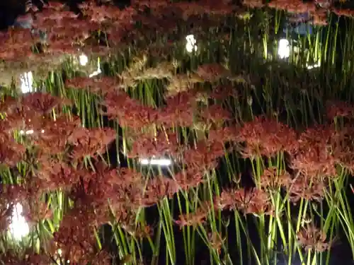 横浜　西方寺の自然